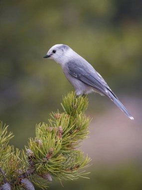 Perisoreus canadensis, Canada jay The bird is perched on the branch in nice wildlife natural environment of Yelowstone National Park. Wildlife scene from US