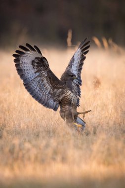 The Common Buzzard, Buteo buteo is sitting in the dry grass in autumn environment of wildlife. Golden ligh