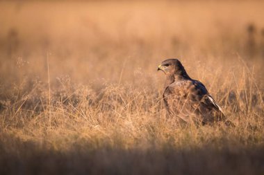 The Common Buzzard, Buteo buteo is sitting in the dry grass in autumn environment of wildlife. Golden ligh