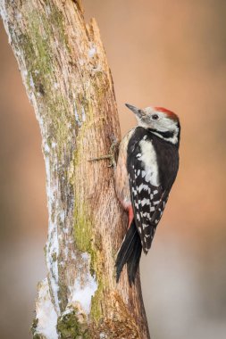The Middle Spotted Woodpecker,  Dendrocoptes medius is sitting on the branch, somewhere in the forest, colorful background and nice soft light, winter picture with the snow 