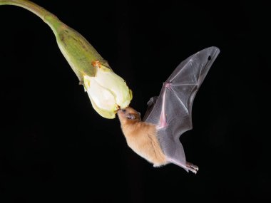 Lonchophylla robusta, Orange nektar yarasası yarasa havada süzülüyor ve yağmur ormanlarındaki güzel çiçeğin nektarını içiyor, gece fotoğrafı, Kosta Rika
