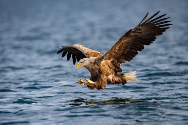 Ak kuyruklu kartal Haliaeetus albicilla sadece su, vahşilik renkli ortamı bir balık yakaladı. Olarak da bilinen Ern, Erne, gri kartal. Norveç. Güzel yaz arka plan.