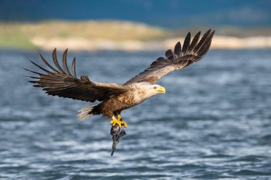 Ak kuyruklu kartal Haliaeetus albicilla sadece su, vahşilik renkli ortamı bir balık yakaladı. Olarak da bilinen Ern, Erne, gri kartal. Norveç. Güzel yaz arka plan.