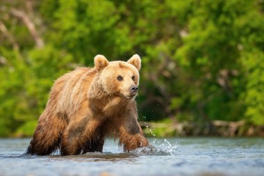 Kamçatka kahverengi ayısı Ursus arctos beringianus Kamçatka 'daki Kuril Gölü' nde somon yakalar.