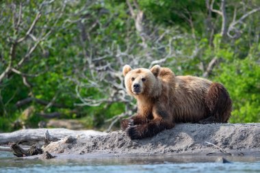 Kamçatka kahverengi ayısı Ursus arctos beringianus Kamçatka 'daki Kuril Gölü' nde somon yakalar.