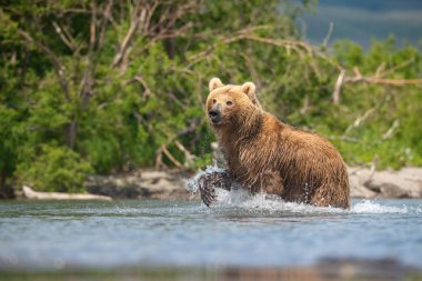 Kamçatka kahverengi ayısı Ursus arctos beringianus Kamçatka 'daki Kuril Gölü' nde somon yakalar.