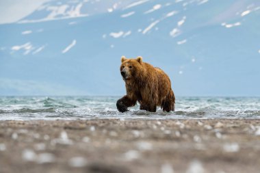Kamçatka kahverengi ayısı Ursus arctos beringianus Kamçatka 'daki Kuril Gölü' nde somon yakalar.