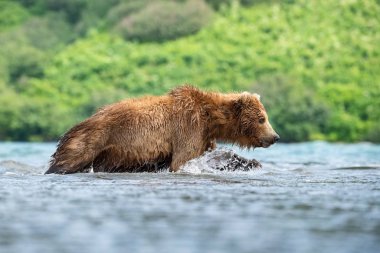 Kamçatka kahverengi ayısı Ursus arctos beringianus Kamçatka 'daki Kuril Gölü' nde somon yakalar.