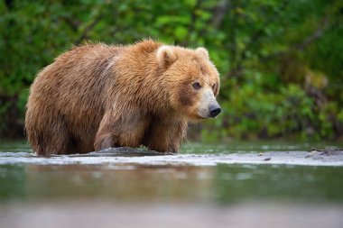 Kamçatka kahverengi ayısı Ursus arctos beringianus Kamçatka 'daki Kuril Gölü' nde somon yakalar.