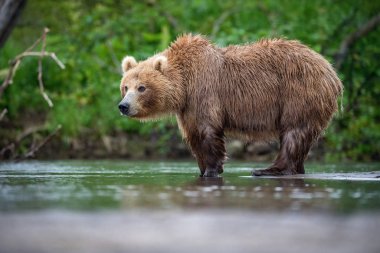 Kamçatka kahverengi ayısı Ursus arctos beringianus Kamçatka 'daki Kuril Gölü' nde somon yakalar.
