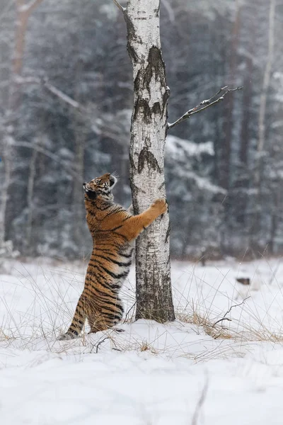 Siberische Tijger Panthera Tigris Tigris Wordt Uitgevoerd Sneeuw Achtergrond Met — Stockfoto