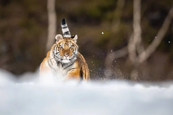 Szibériai Tigris Panthera Tigris Tigris Fut Hóban Háttérben Havas Fák — Stock Fotó