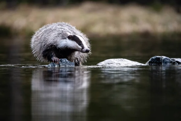 European badger, Meles meles is standing in the shoreline of a pond in the golden light of sunset. The badger is mirroring in the golden surface of the pond.