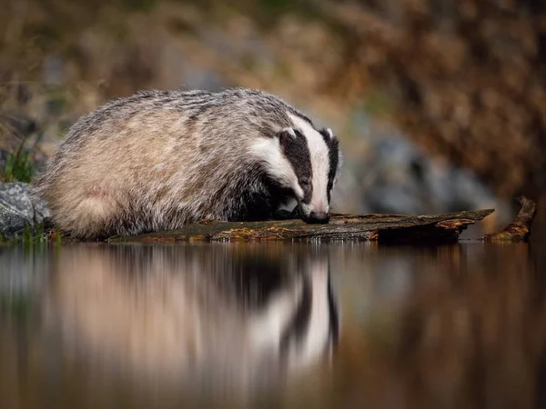 European badger, Meles meles is standing in the shoreline of a pond in the golden light of sunset. The badger is mirroring in the golden surface of the pond.