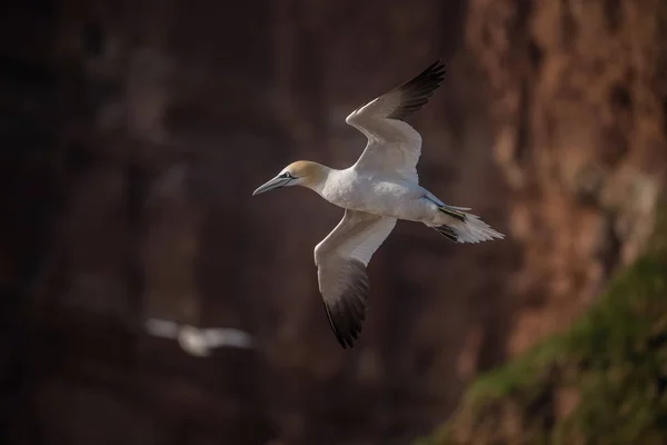 Morus Bassanus Basstölpel Der Vogel Fliegt Schöner Natürlicher Umgebung Brutkolonie — Stockfoto