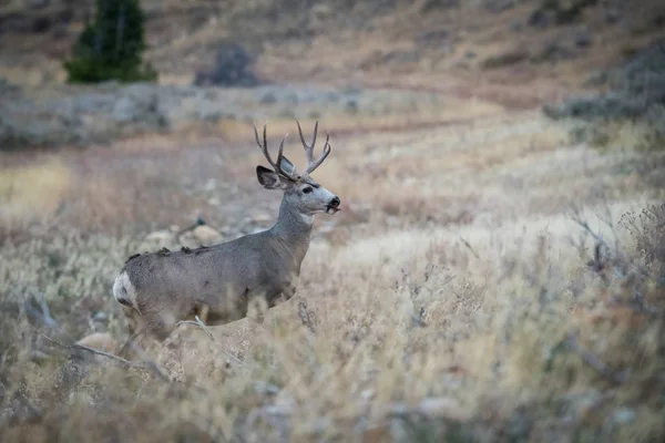 Veado Mula Odocoileus Hemionus Está Grama Seca Ambiente Típico Outono — Fotografia de Stock