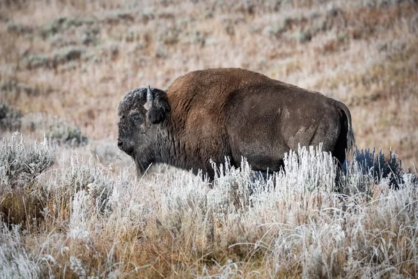 Bison Bison Αμερικανός Βίσωνας Στέκεται Ξηρό Γρασίδι Τυπικό Περιβάλλον Φθινόπωρο — Φωτογραφία Αρχείου