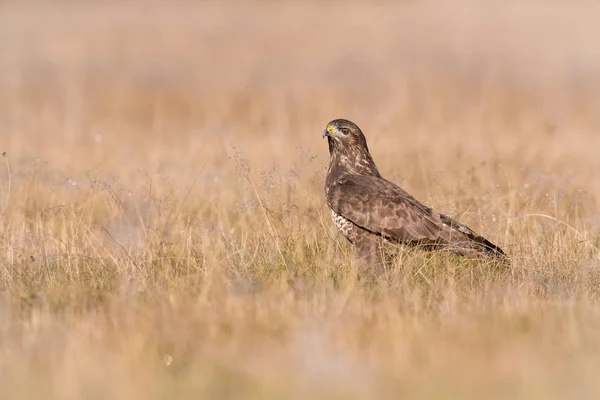 Buteo Buteo Gewone Buizerd Zit Het Droge Gras Herfstomgeving Van — Stockfoto