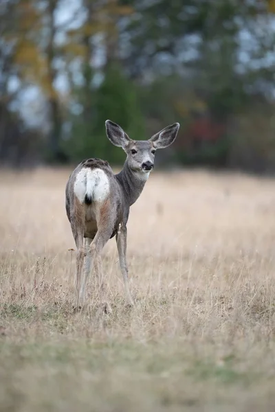 Veado Mula Odocoileus Hemionus Está Grama Seca Ambiente Típico Outono — Fotografia de Stock