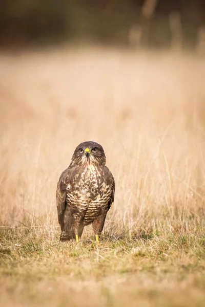 Common Buzzard Buteo Buteo Sitting Dry Grass Autumn Environment Wildlife — 스톡 사진