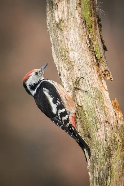 Μέση Spotted Woodpecker Dendrocoptes Medius Κάθεται Στο Κλαδί Κάπου Στο — Φωτογραφία Αρχείου