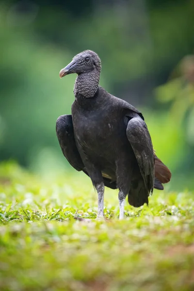 Buitre Negro Coragyps Atratus Está Pie Hierba Luz Increíble Del — Foto de Stock