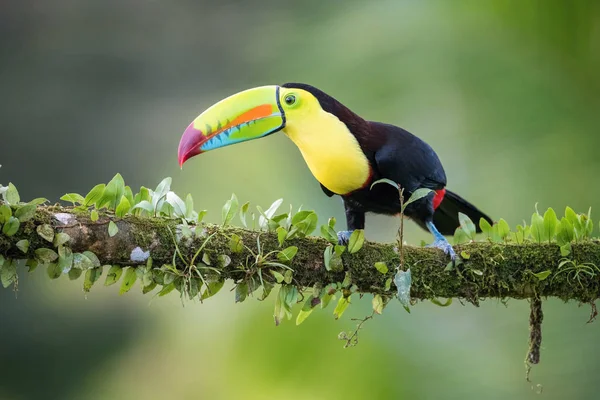 ランプハストス硫酸塩 キールが請求されたツアー鳥はコスタリカの素晴らしい野生動物の自然環境の中で枝に覆われています — ストック写真