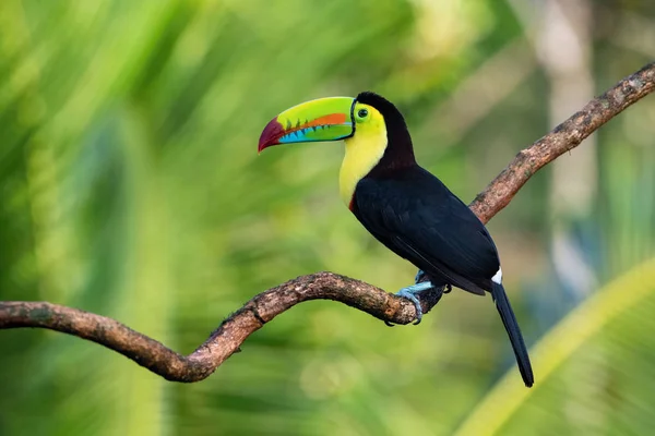 Ramphastos Sulfuratus Keel Számlázott Toucan Madár Ágon Szép Vadon Élő — Stock Fotó