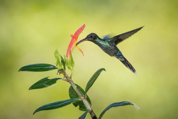 Phaethornis Cara Eremita Verde Hummingbird Está Pairando Bebendo Néctar Bela — Fotografia de Stock