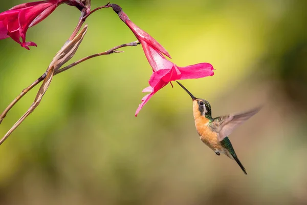 Purple Throated Mountaingem Lampornis Calolaemus Hummingbird Hovering Drinking Nectar Beautiful — 스톡 사진