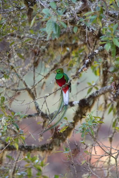 Pharomachrus Mocinno Resplandecente Quetzal Pássaro Está Empoleirado Ramo Boa Vida — Fotografia de Stock