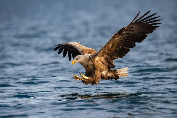 Kuyruklu Kartal Haliaeetus Albicilla Sadece Vahşilik Renkli Ortamı Bir Balık — Stok fotoğraf