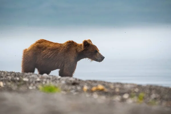 Kamchatka Brown Bear Ursus Arctos Beringianus Catches Salmons Kuril Lake — Stock Photo, Image