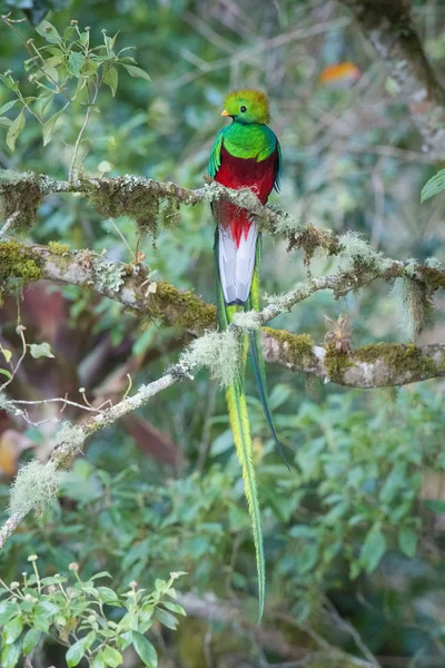 Pharomachrus Mocinno Resplendent Quetzal Pták Usazen Větvi Pěkném Přírodním Prostředí — Stock fotografie