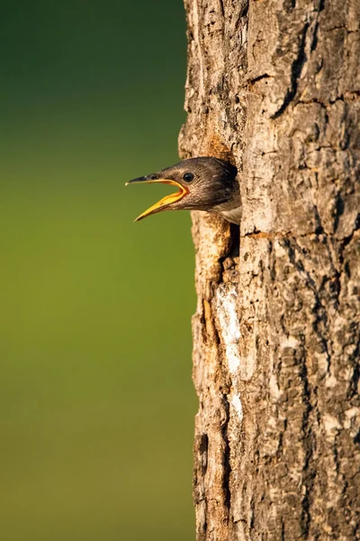 Obyčejná Starlingová Sturnus Vulgaris Hledá Své Rodiče Aby Nakrmili Mladý — Stock fotografie