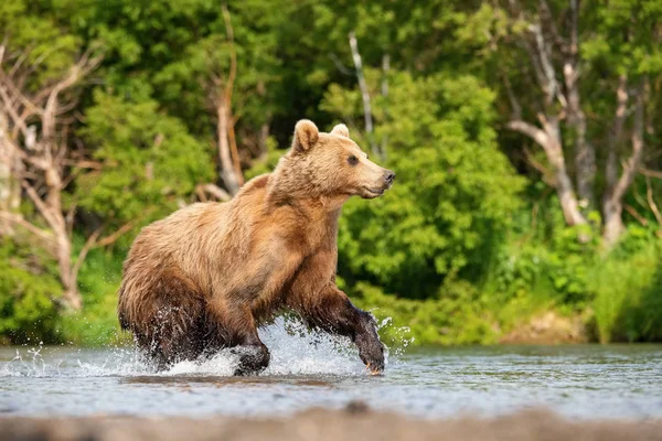 Oso Pardo Kamchatka Ursus Arctos Beringianus Captura Salmones Lago Kuril — Foto de Stock