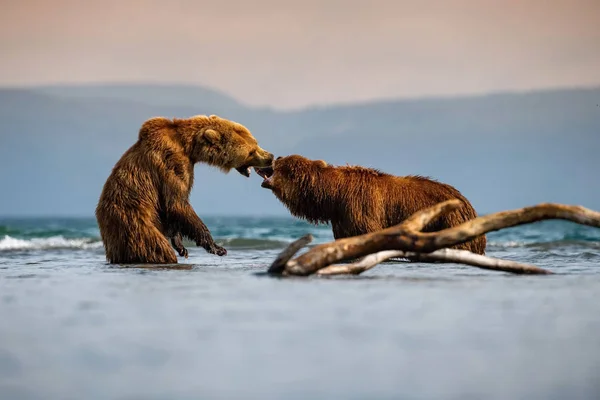 Камчатский Бурый Медведь Ursus Arctos Beringianus Реальная Битва Озере Курил — стоковое фото