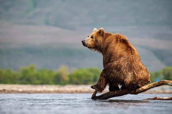 Kamczatka Niedźwiedź Brunatny Ursus Arctos Beringianus Połów Łososia Nad Jeziorem — Zdjęcie stockowe