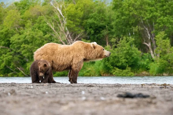 Καφέ Αρκούδα Καμτσάτκα Ursus Arctos Beringianus Πιάνει Σολομούς Στη Λίμνη — Φωτογραφία Αρχείου