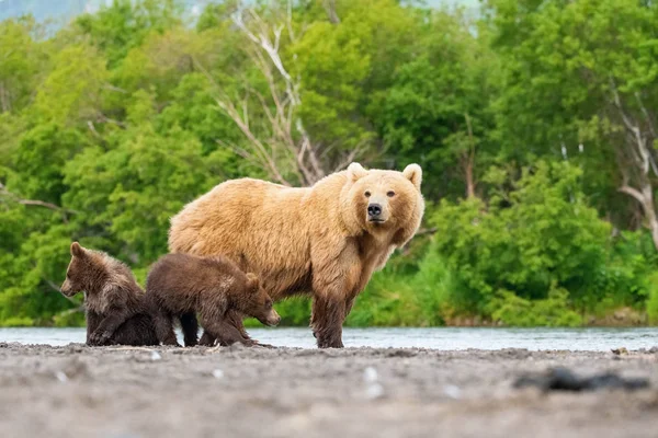 Der Kamchatka Braune Bär Ursus Arctos Beringianus Fängt Lachse Kuril — Stockfoto