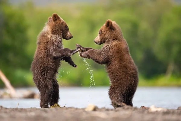 Joven Oso Pardo Kamchatka Ursus Arctos Beringianus Captura Salmones Lago — Foto de Stock