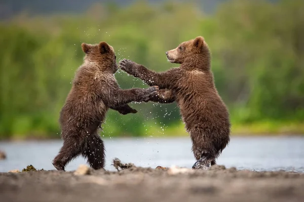 Joven Oso Pardo Kamchatka Ursus Arctos Beringianus Captura Salmones Lago — Foto de Stock