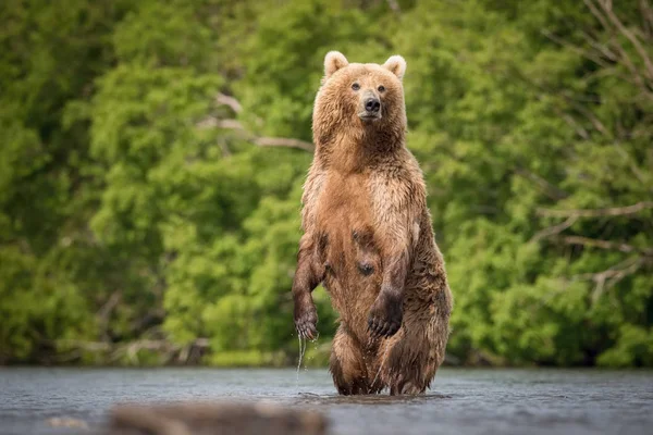 Коричневий Ведмідь Ursus Arctos Beringianus Ловить Лосося Озері Курил Камчатці — стокове фото