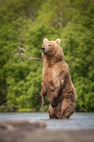 Коричневий Ведмідь Ursus Arctos Beringianus Ловить Лосося Озері Курил Камчатці — стокове фото