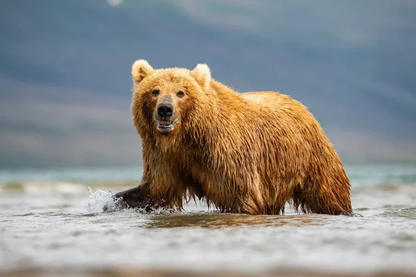 Oso Pardo Kamchatka Ursus Arctos Beringianus Captura Salmones Lago Kuril —  Fotos de Stock