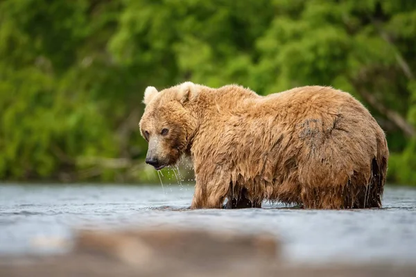 Orso Bruno Kamchatka Ursus Arctos Beringianus Cattura Salmoni Lago Kuril — Foto Stock