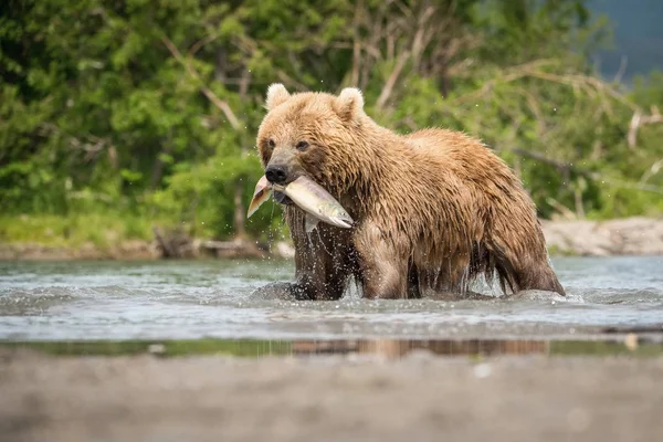 Oso Pardo Kamchatka Ursus Arctos Beringianus Captura Salmones Lago Kuril — Foto de Stock