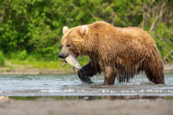 Kamčatka Medvěd Hnědý Ursus Arctos Beringianus Chytá Lososy Jezera Kuril — Stock fotografie