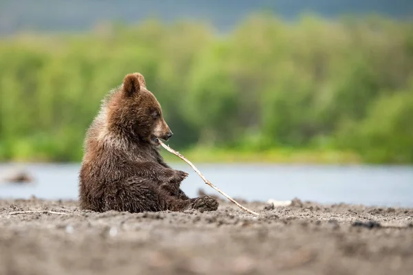 Mladý Medvěd Hnědý Kamčatka Ursus Arctos Beringianus Chytá Lososy Jezera — Stock fotografie