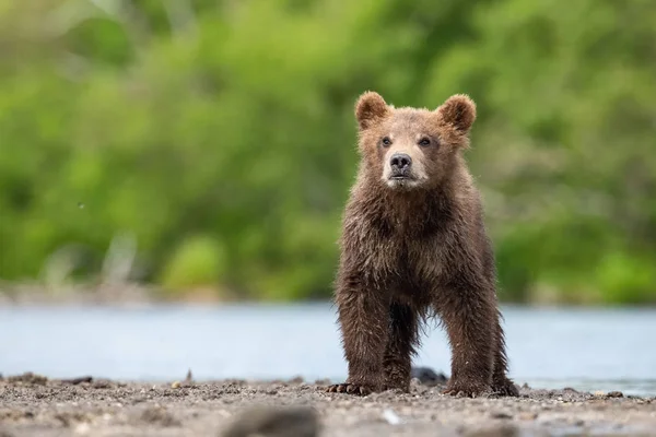 Молодой Камчатский Бурый Медведь Ursus Arctos Beringianus Ловит Лосося Озере — стоковое фото